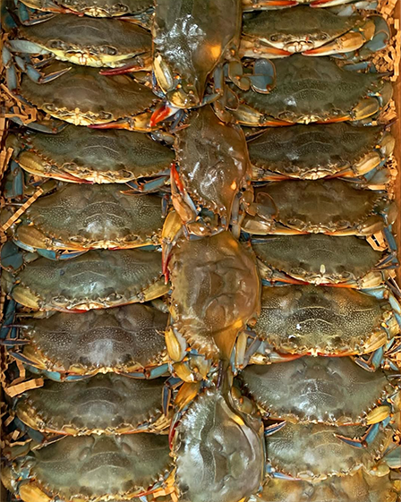 CSD_Slider_Crab